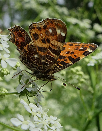 Araschnia levana f. levana