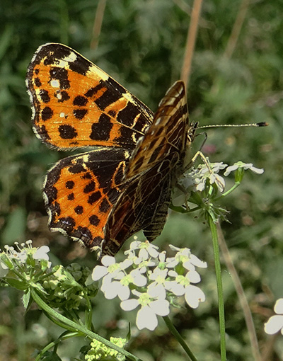 Araschnia levana f. levana